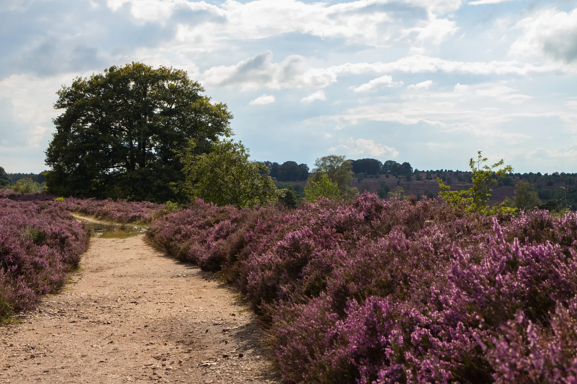 Heidevelden en wandelpaden op de Sallandse Heuvelrug